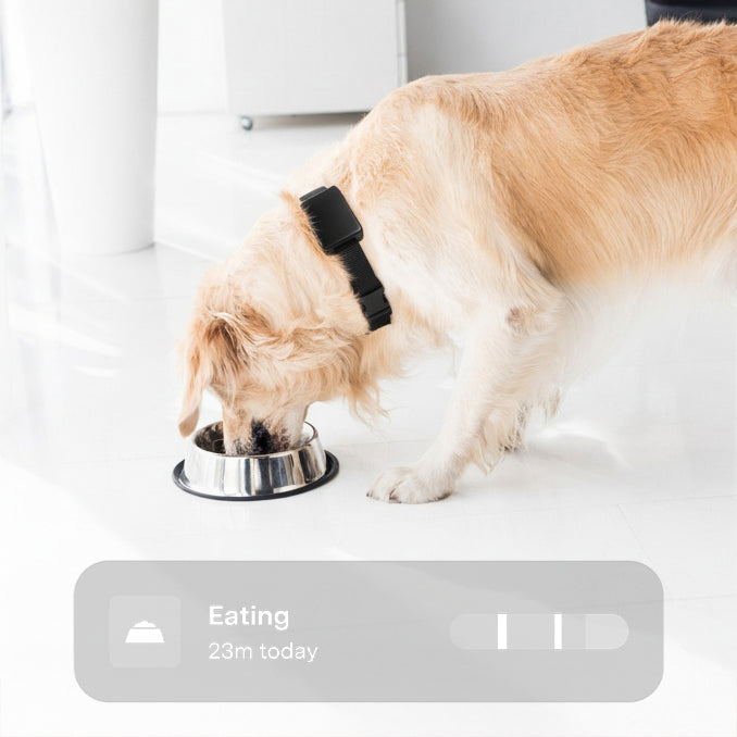 Pawmatix NOVA 1.1™ | AI Powered Smart Collar PawMatix®