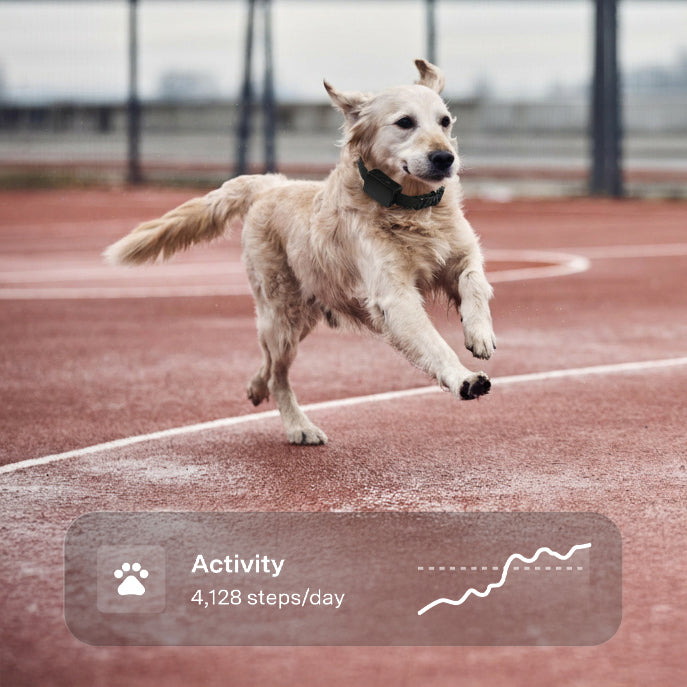 Pawmatix NOVA 1.1™ | AI Powered Smart Collar PawMatix®